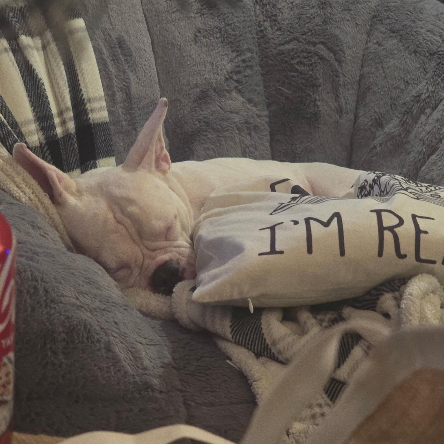 Lacey, an adopted mixed breed in Albany, NY image 4/6