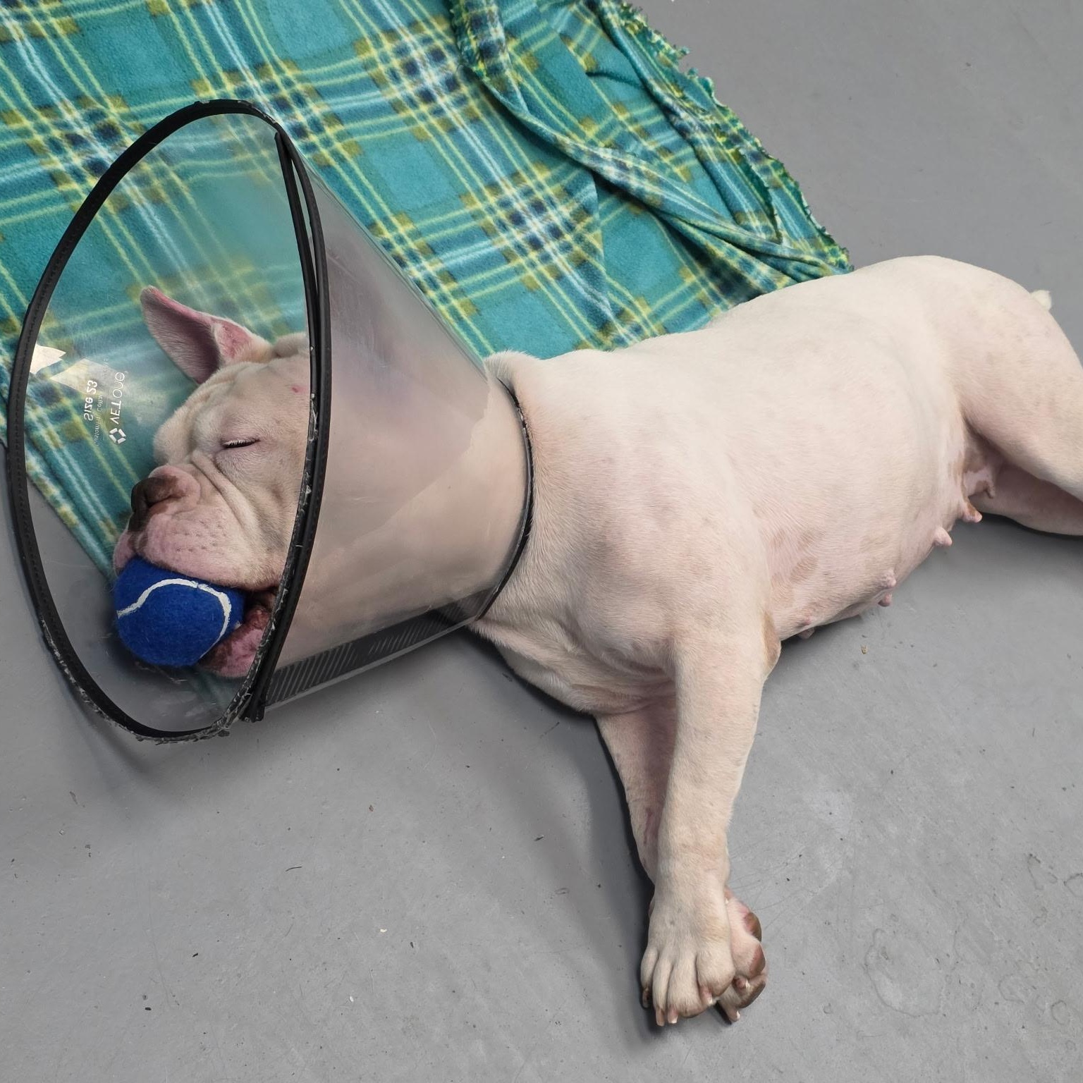 Lacey, an adopted mixed breed in Albany, NY image 3/6