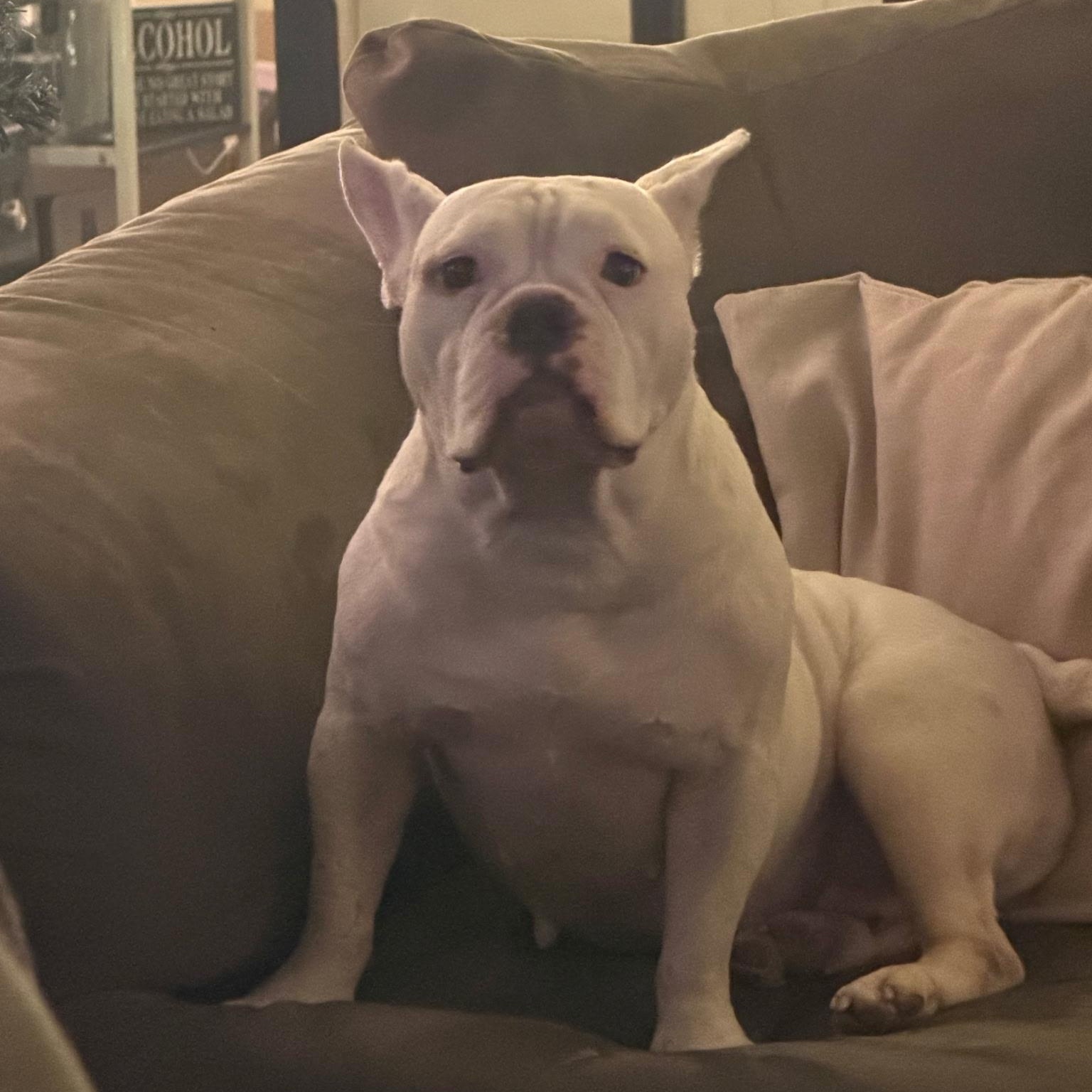 Lacey, an adopted mixed breed in Albany, NY image 6/6