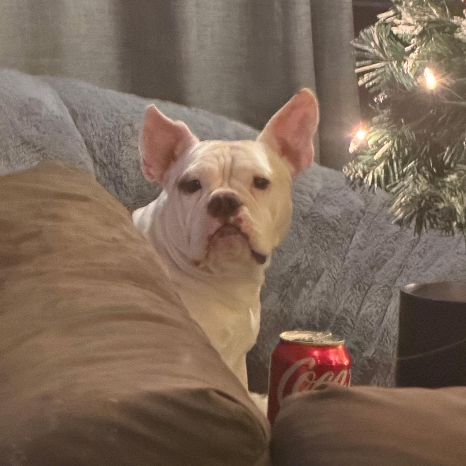 Lacey, an adopted mixed breed in Albany, NY image 2/6