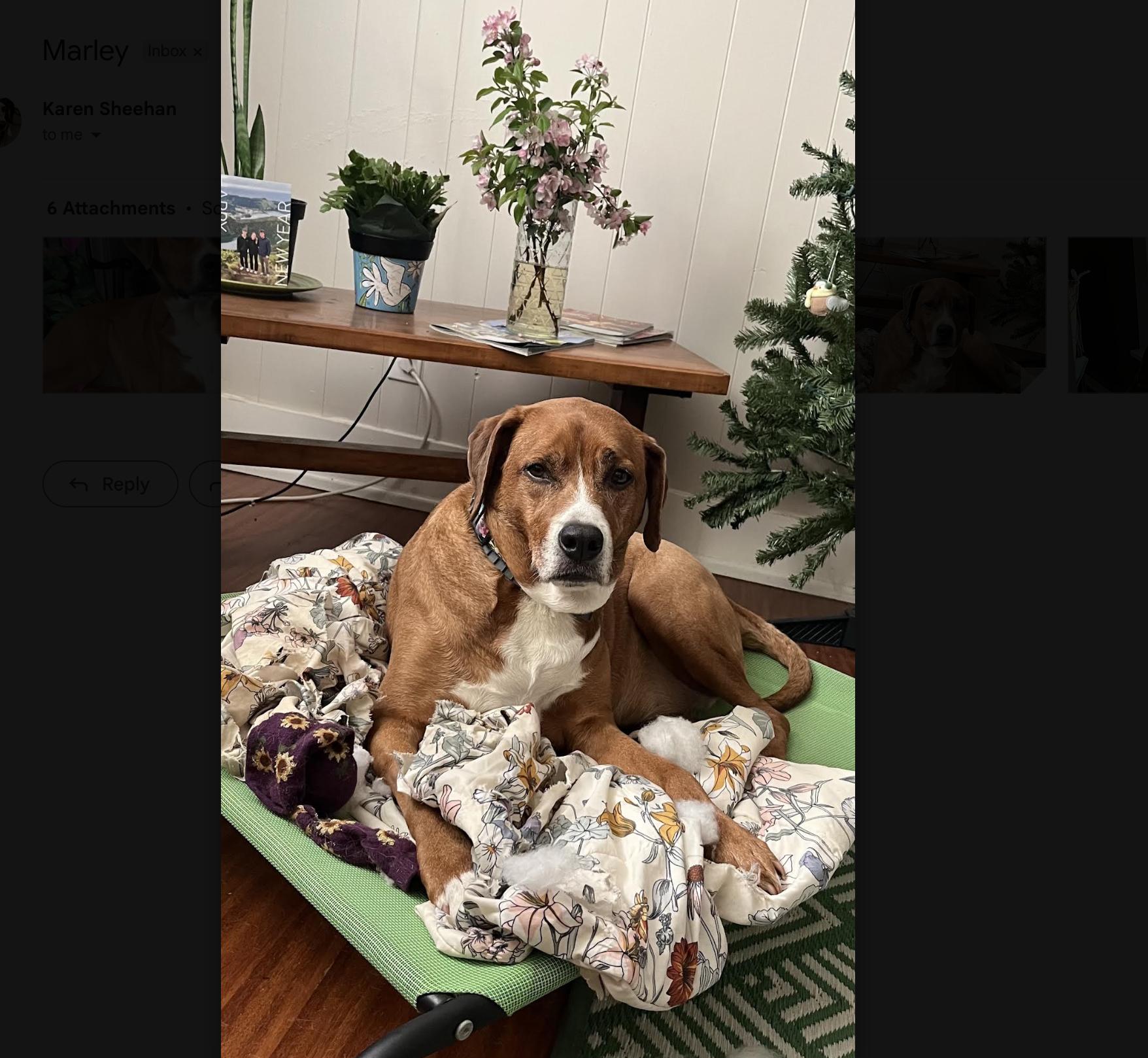 Marley, Adoptable, Adult Female Hound.