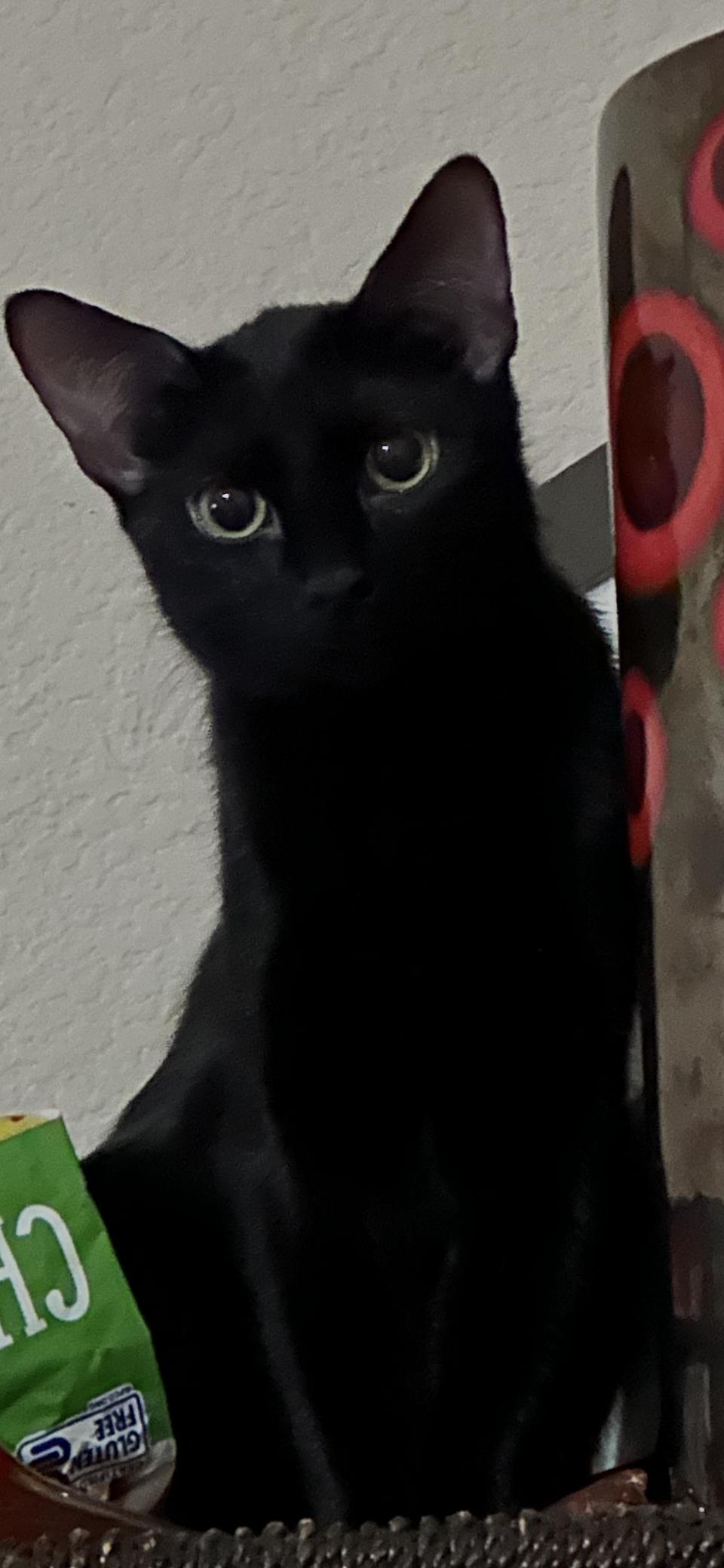 Enlarge Olive, a Adoptable Domestic Short Hair in Scottsdale, AZ image 1/2