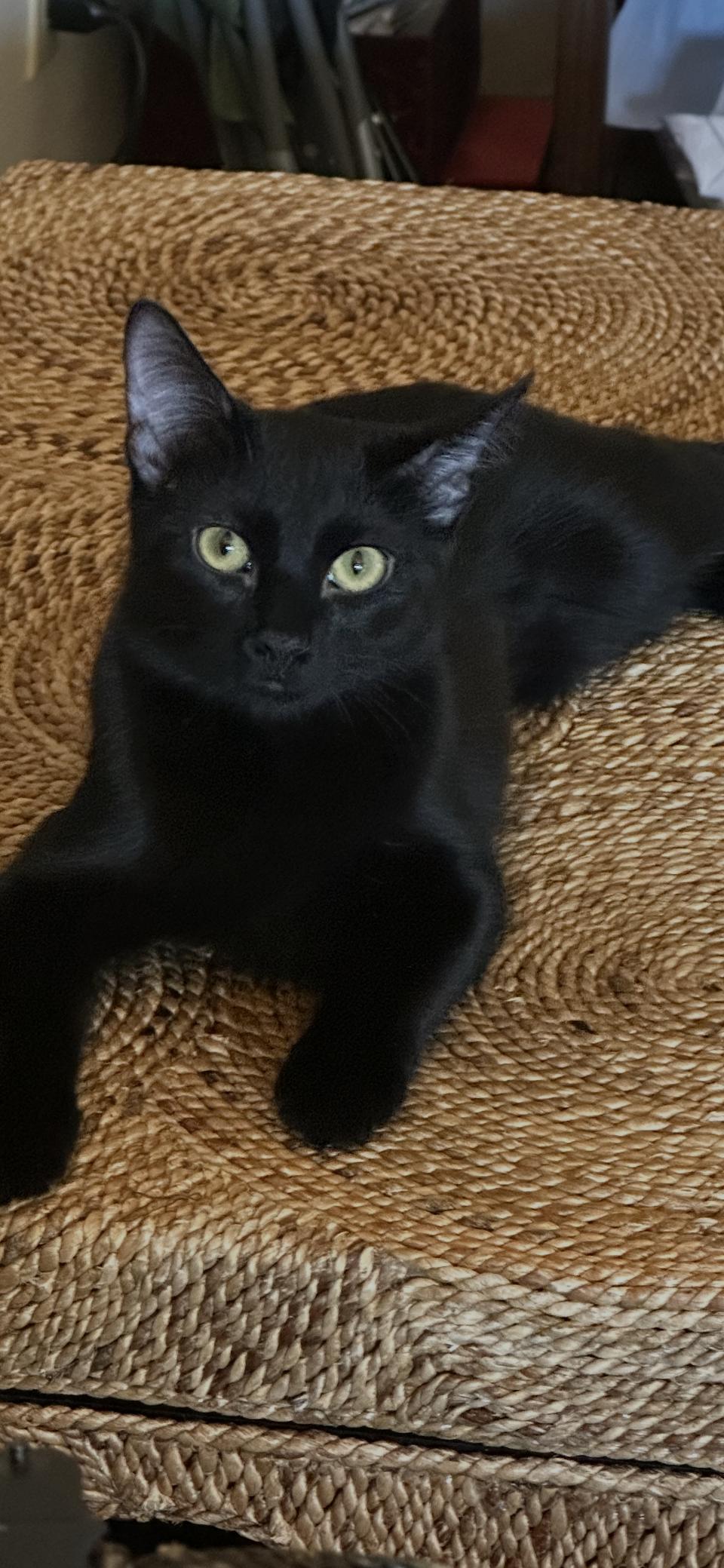 Enlarge Olive, a Adoptable Domestic Short Hair in Scottsdale, AZ image 2/2