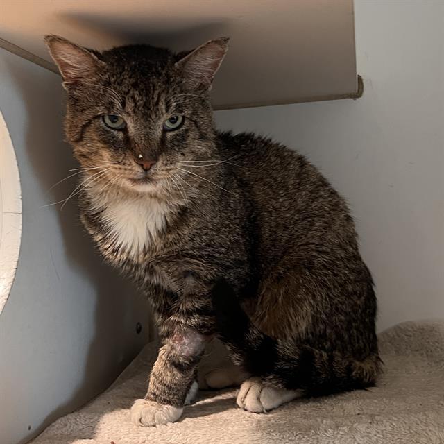 TEDDY, Adoptable, Adult Male Domestic Short Hair.