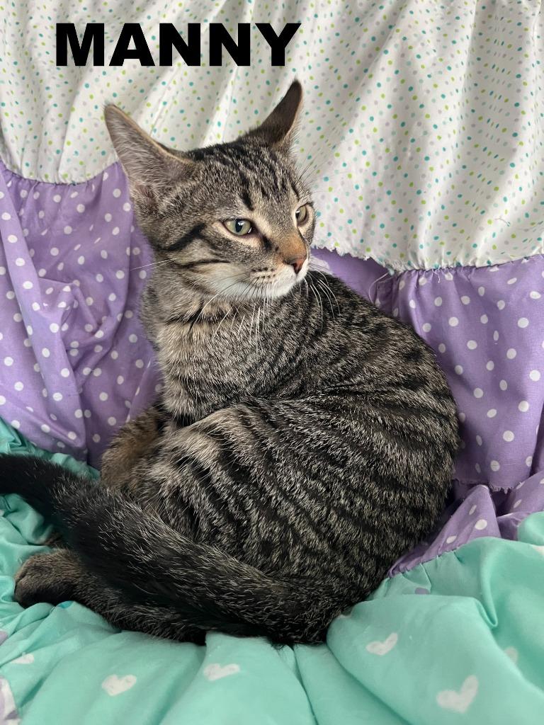 Manny, Adoptable, Kitten Male Domestic Short Hair.