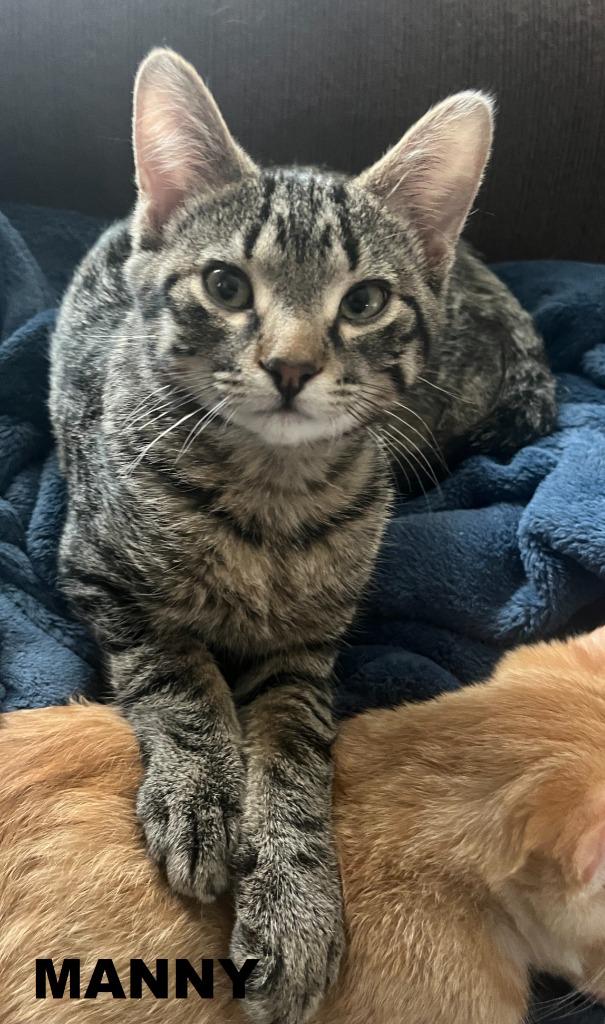 Enlarge Manny, a Adoptable mixed breed in Owatonna, MN image 2/6