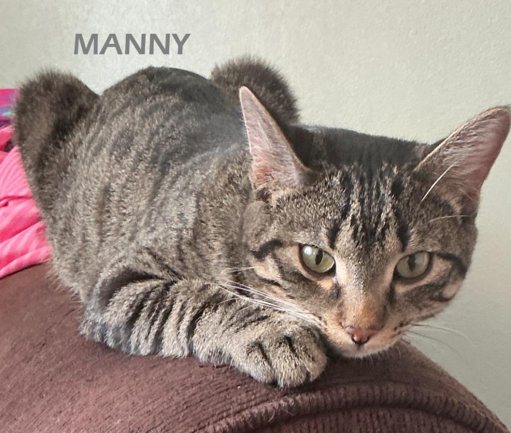 Manny, Adoptable, Kitten Male Domestic Short Hair.