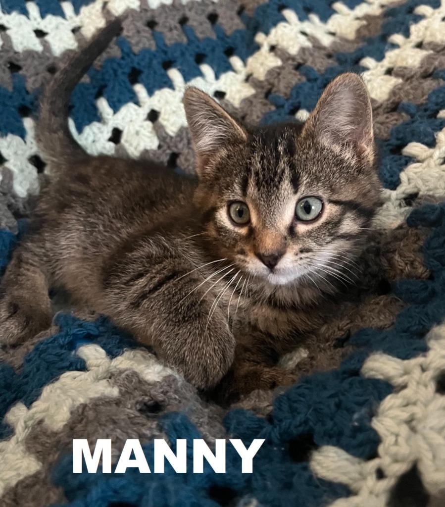 Manny, Adoptable, Kitten Male Domestic Short Hair.