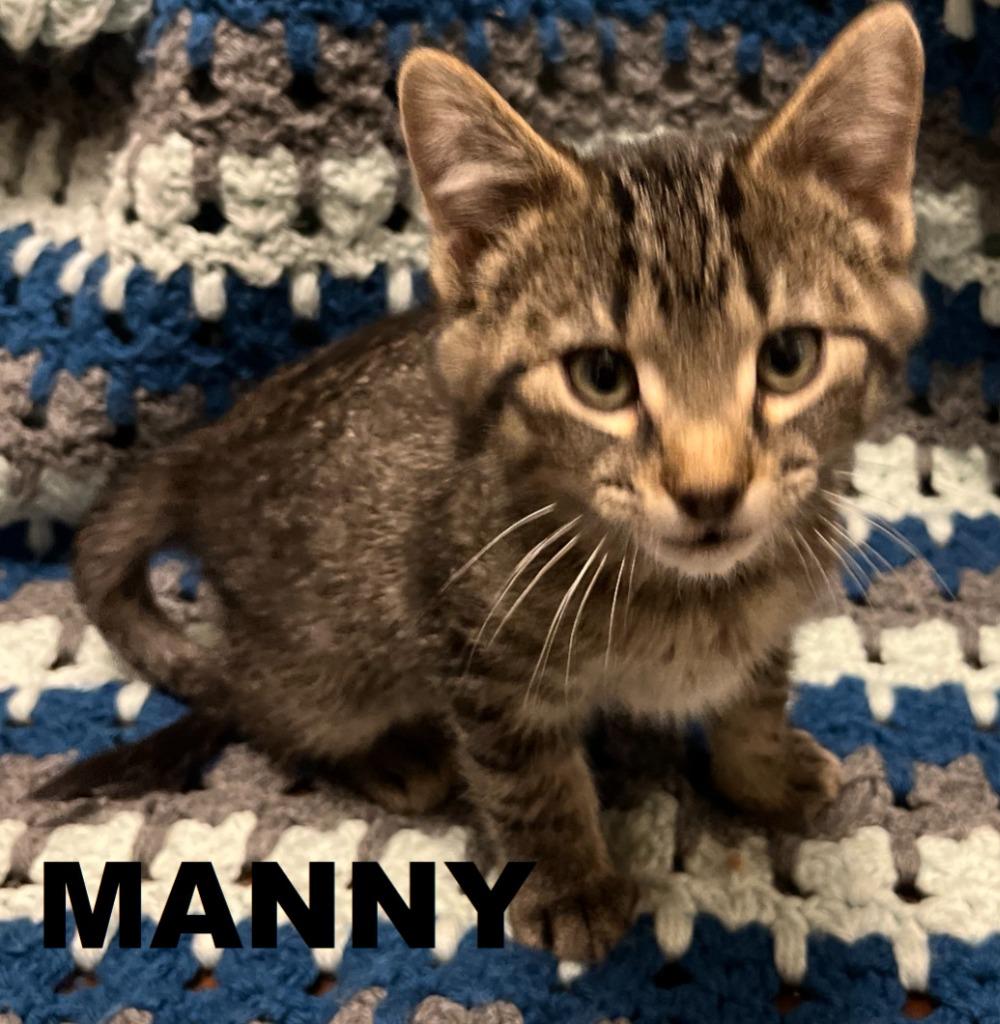Enlarge Manny, a Adoptable mixed breed in Owatonna, MN image 3/4