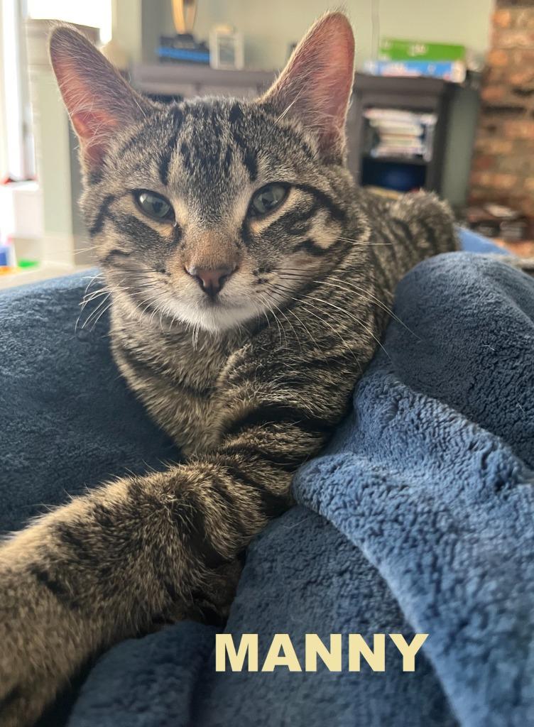 Enlarge Manny, a Adoptable mixed breed in Owatonna, MN image 4/6