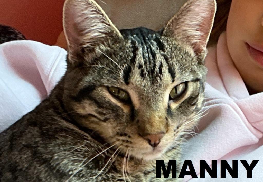 Manny, a Adoptable mixed breed in Owatonna, MN image 5/6