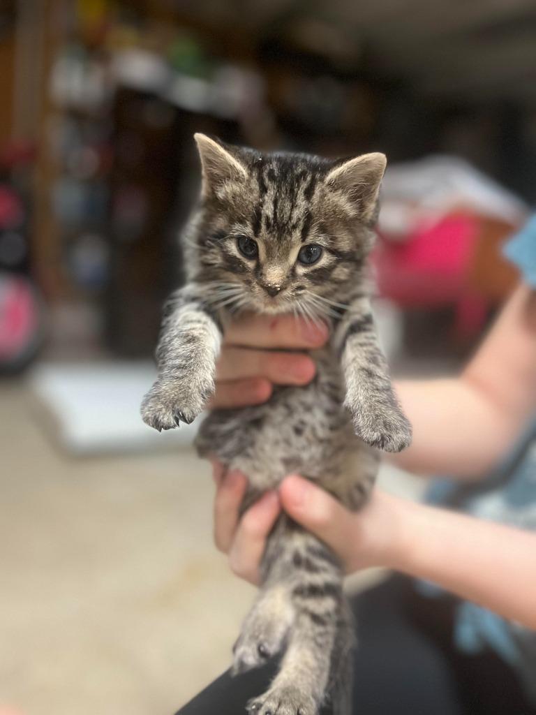 Enlarge Manny, a Adoptable mixed breed in Owatonna, MN image 6/6
