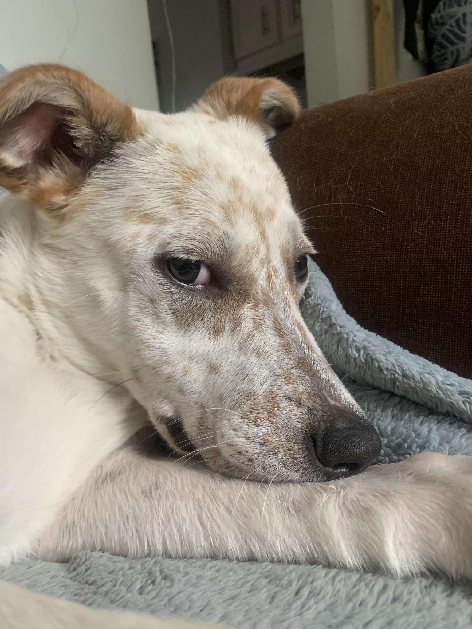 Feebie (20250615-06)