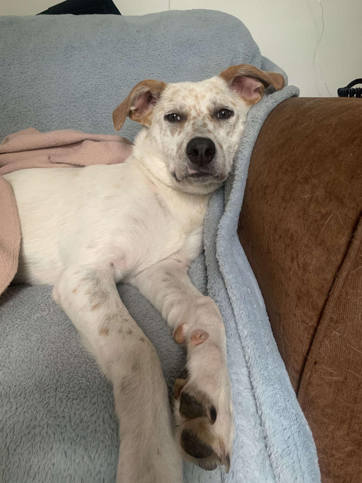 Feebie (20250615-06)