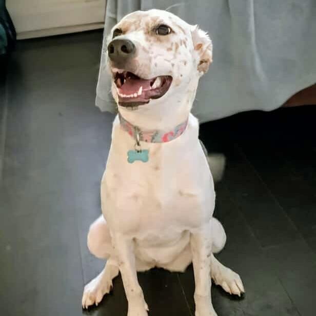 Feebie (20250615-06)