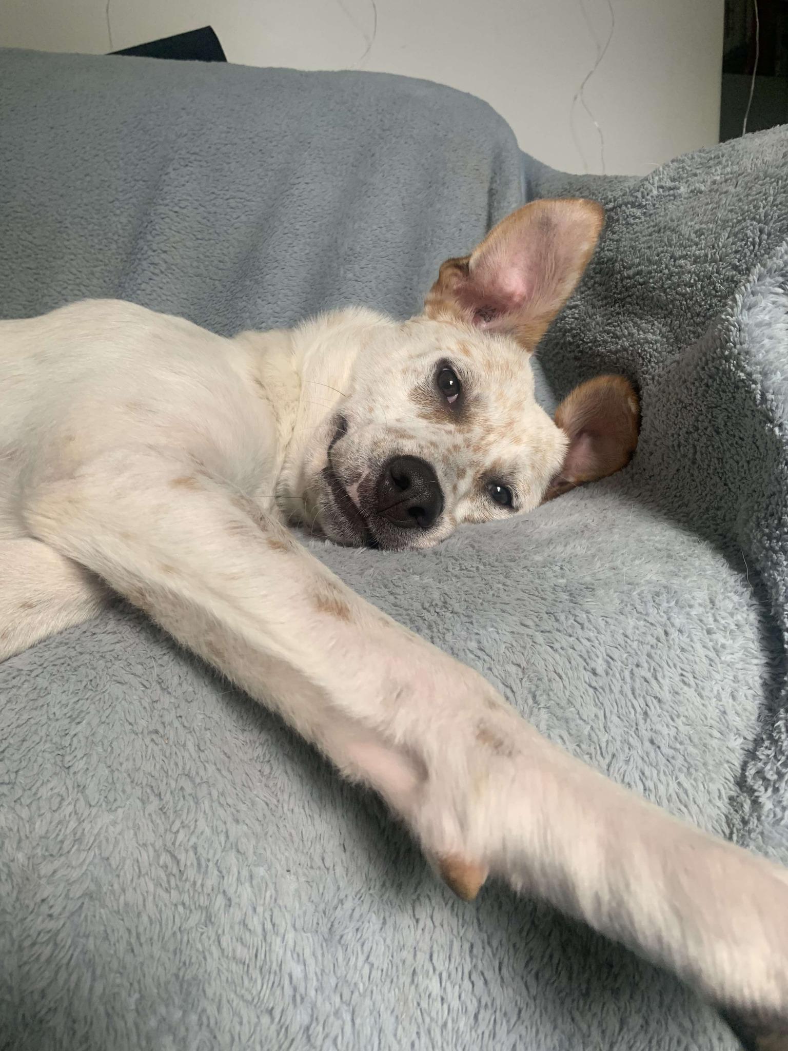 Feebie (20250615-06)