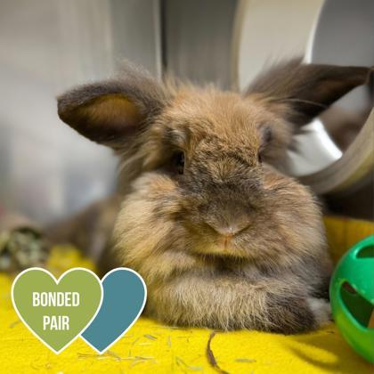Mocha, Adoptable, Adult Female Jersey Wooly.