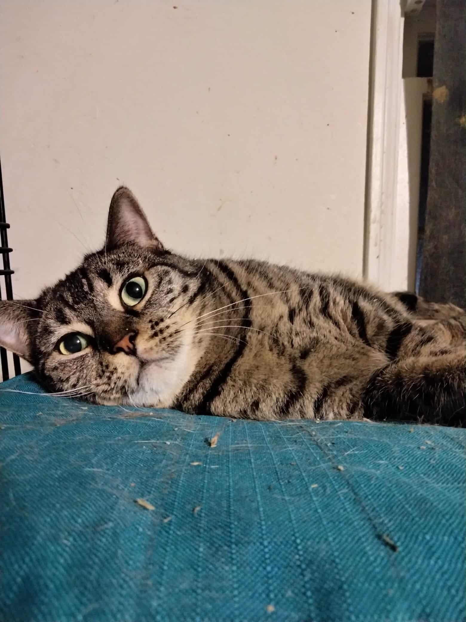 Enlarge JEANETTE MILLER, a Adoptable mixed breed in HEMET, CA image 6/6