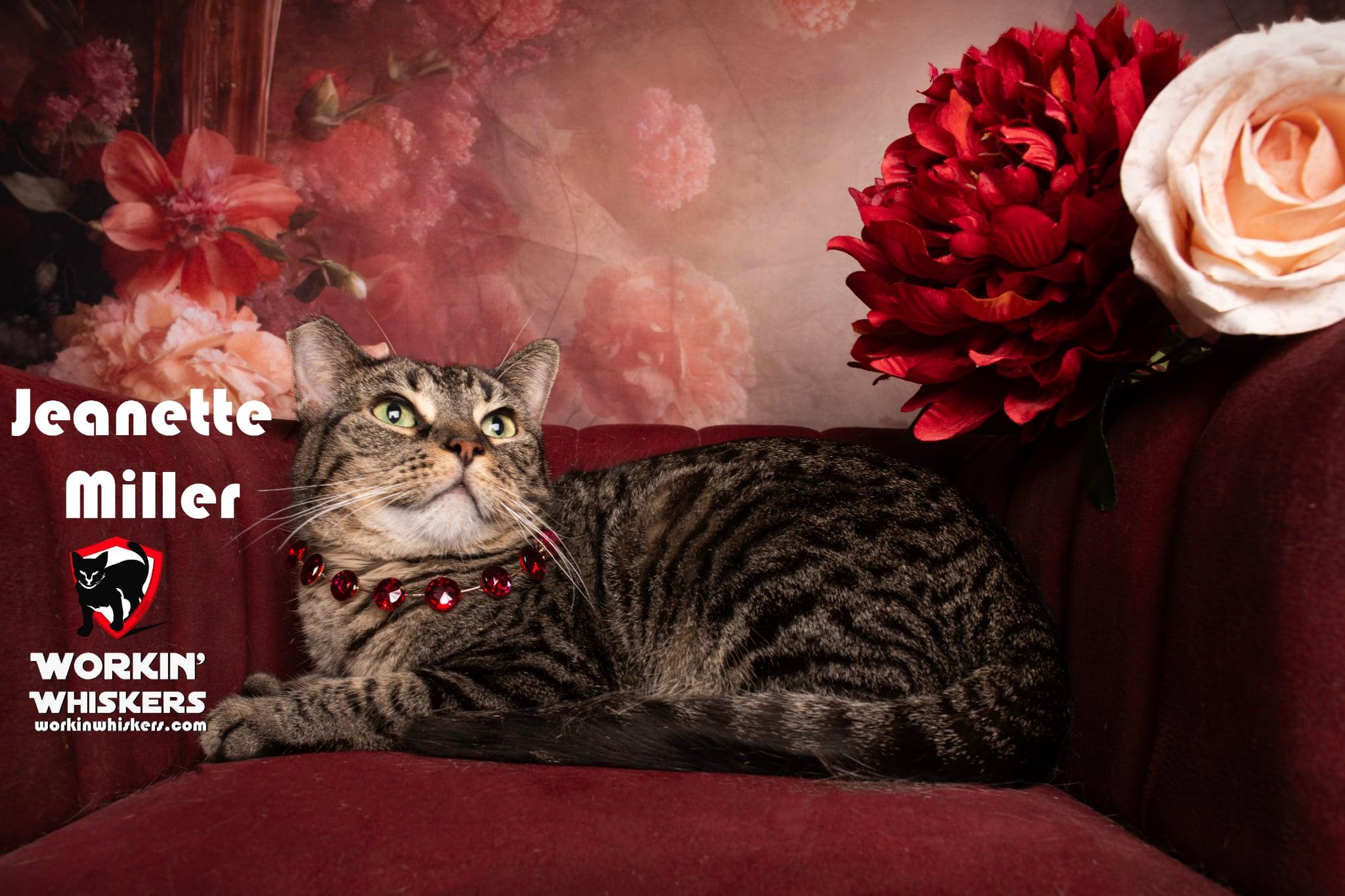 JEANETTE MILLER, Adoptable, Young Female Egyptian Mau & Tabby.