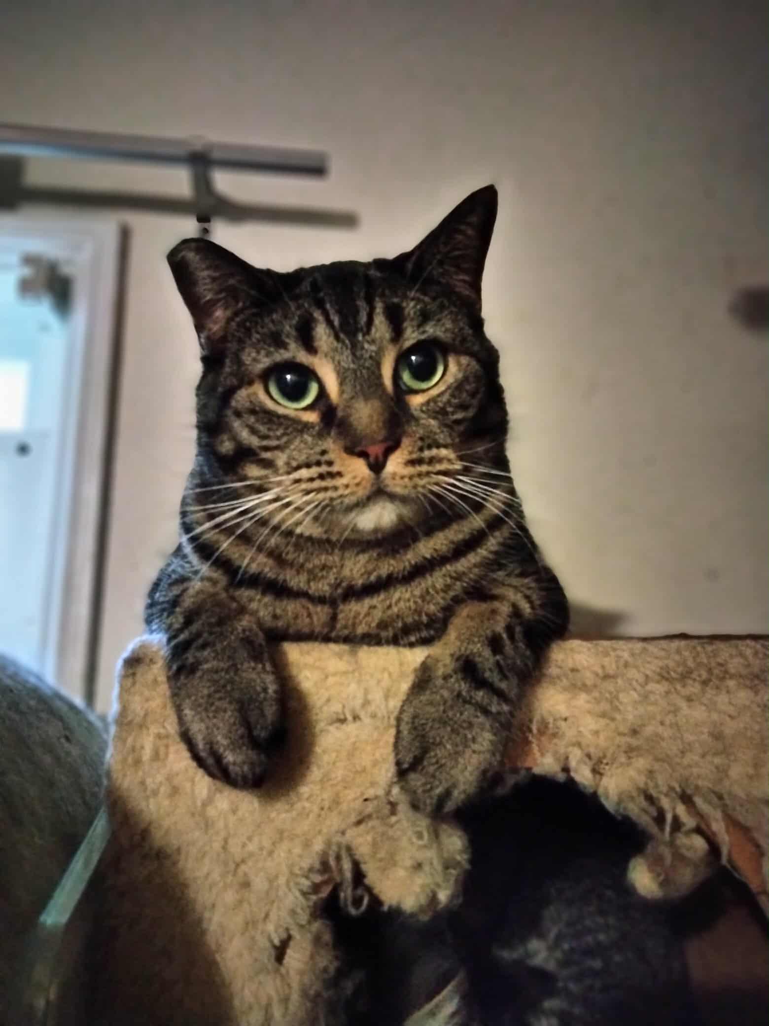 Enlarge JEANETTE MILLER, a Adoptable mixed breed in HEMET, CA image 4/6