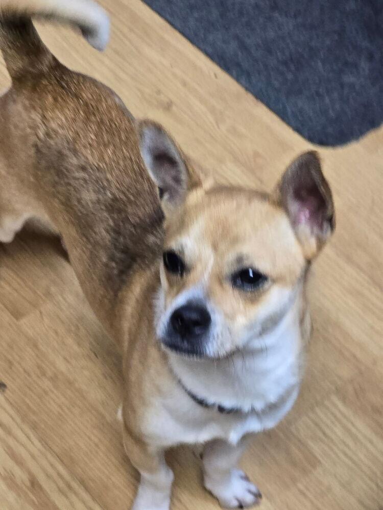 Marty, Adoptable, Adult Male Chihuahua.