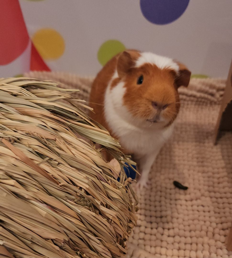 Enlarge Caspian, a Adoptable Short-Haired in Tucson, AZ image 1/5