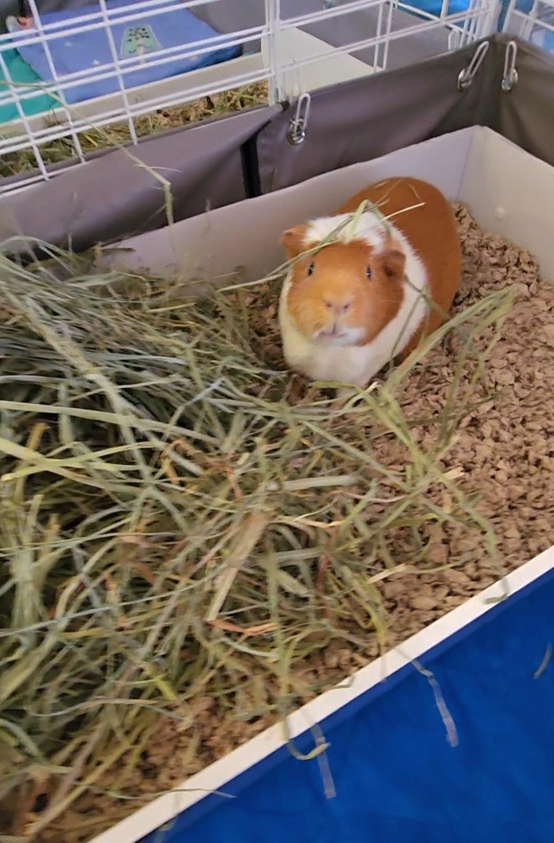 Enlarge Caspian, a Adoptable Short-Haired in Tucson, AZ image 2/5