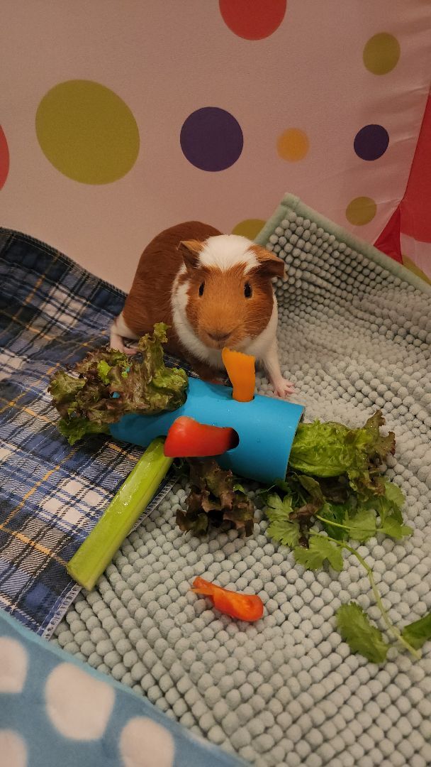 Enlarge Caspian, a Adoptable Short-Haired in Tucson, AZ image 3/5