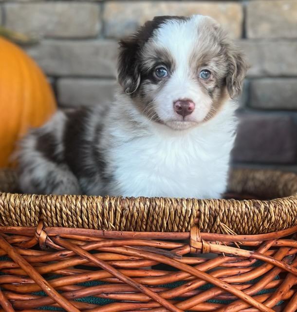 CORTADO, Adoptable, Puppy Male Miniature Poodle & Aussiedoodle.