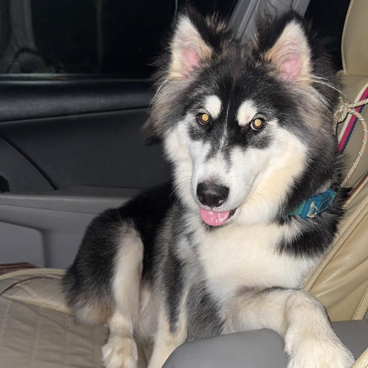 Enlarge Pongo, an adoption pending mixed breed in atlanta, GA image 2/3