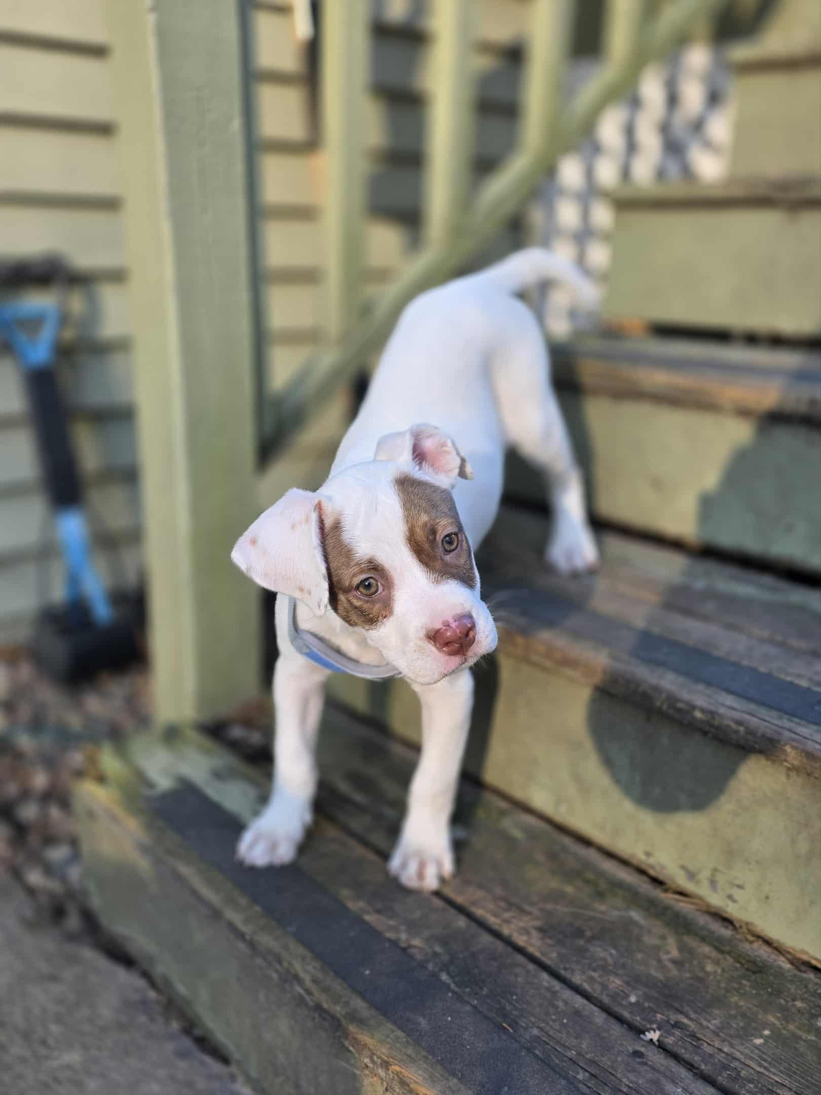 Enlarge Navi, a Adopted Mixed Breed in Holmen, WI image 1/5