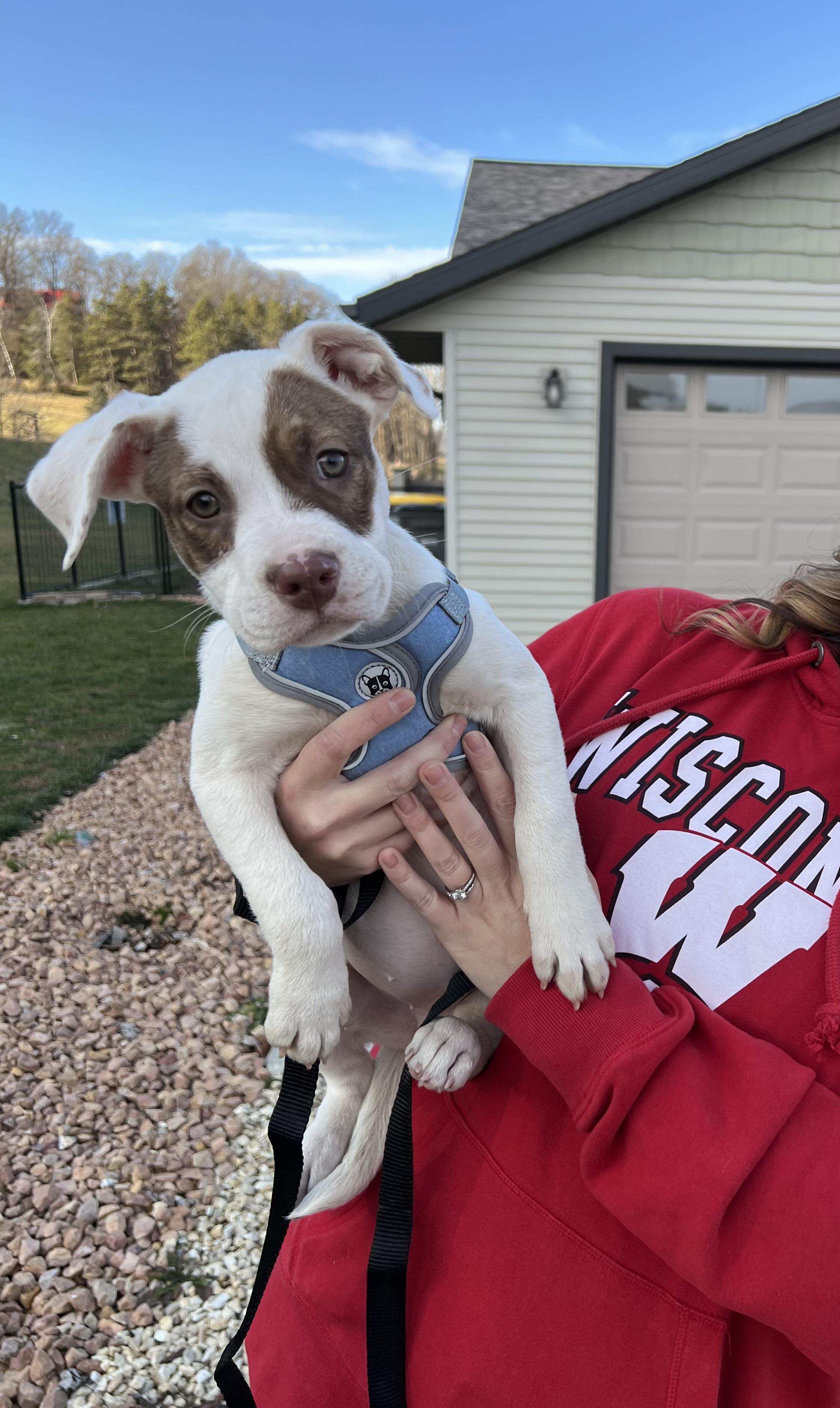 Enlarge Navi, a Adopted Mixed Breed in Holmen, WI image 2/5
