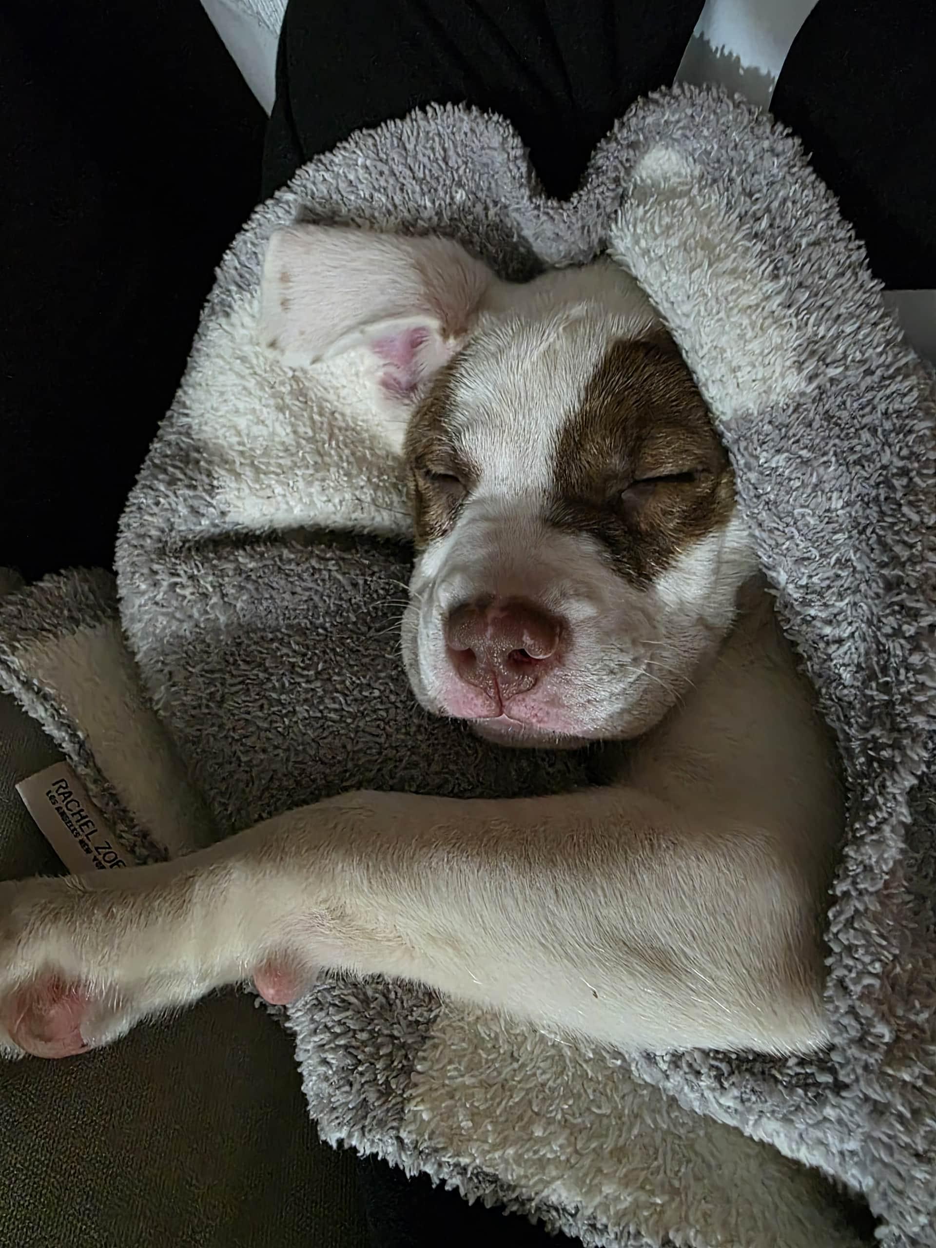 Enlarge Navi, a Adopted Mixed Breed in Holmen, WI image 5/5