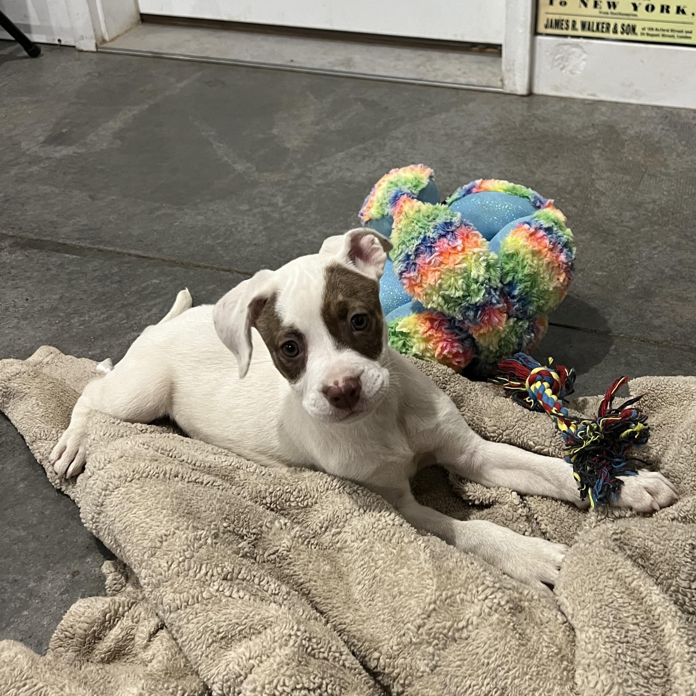 Enlarge Navi, a Adopted Mixed Breed in Holmen, WI image 4/5