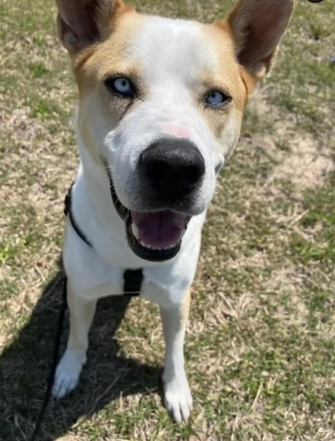 Duke