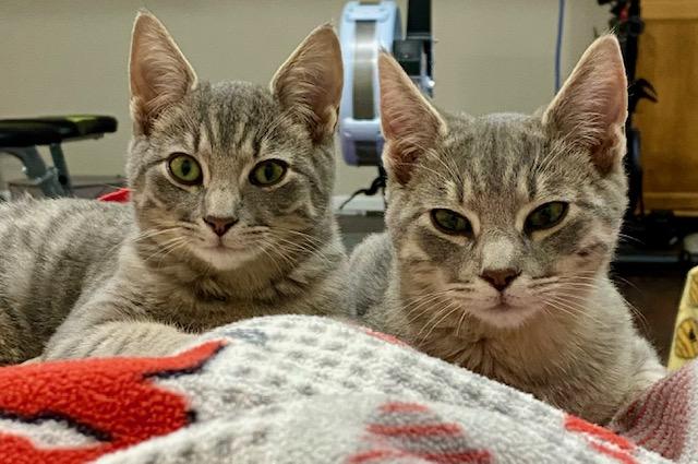 Teddy and Rocky, ADOPTABLE, Kitten Male Domestic Short Hair.