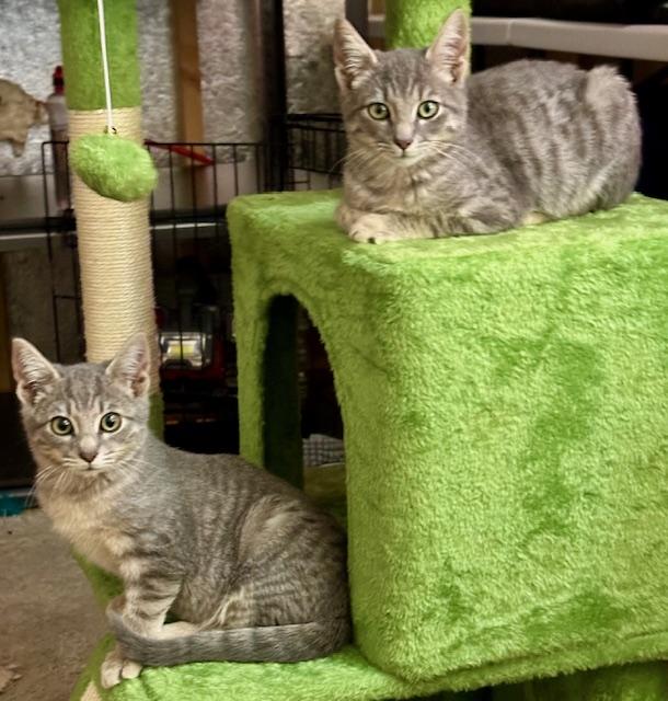 Enlarge Teddy and Rocky, a ADOPTABLE Domestic Short Hair in Chesapeake Beach, MD image 4/6