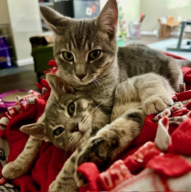 Enlarge Teddy and Rocky, a ADOPTABLE Domestic Short Hair in Chesapeake Beach, MD image 5/6