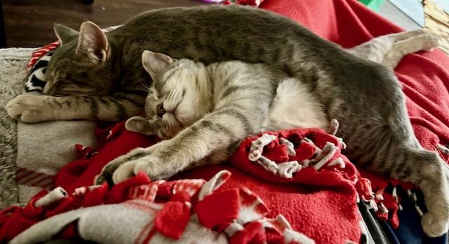 Enlarge Teddy and Rocky, a ADOPTABLE Domestic Short Hair in Chesapeake Beach, MD image 6/6