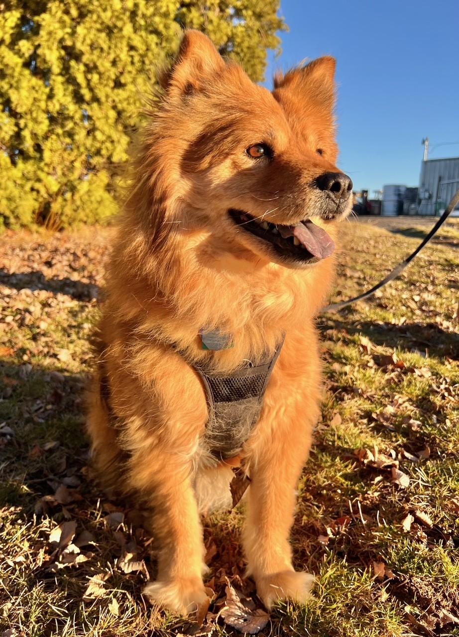 Sable, a ADOPTABLE mixed breed in Yakima, WA image 2/4