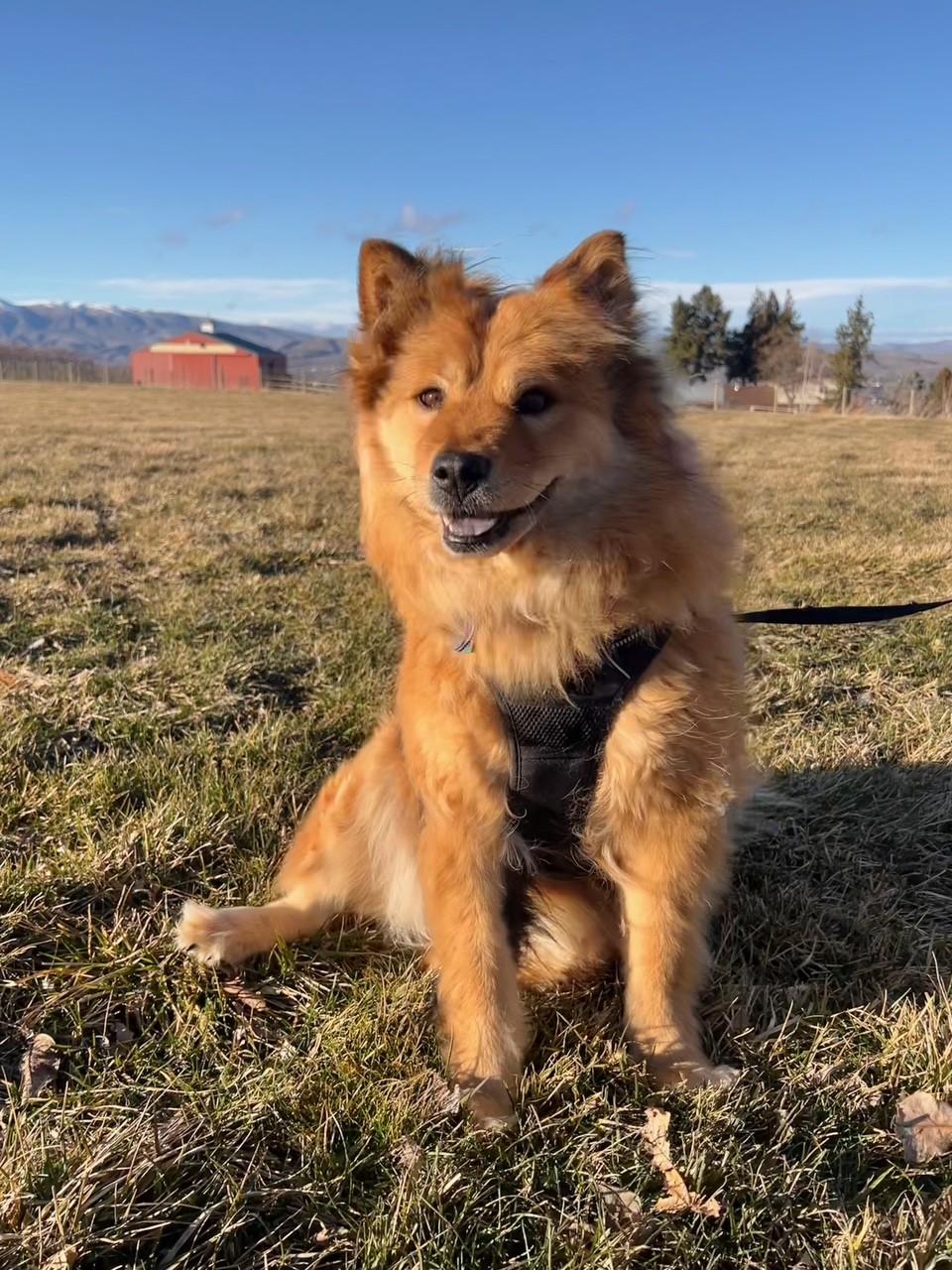 Sable, a ADOPTABLE mixed breed in Yakima, WA image 5/6