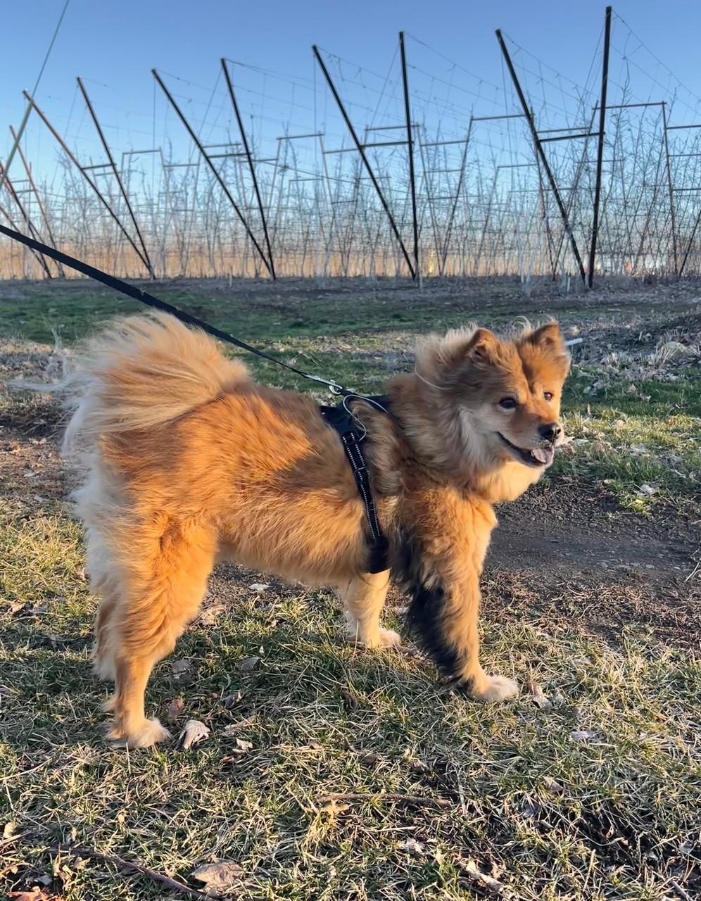 Sable, a ADOPTABLE mixed breed in Yakima, WA image 4/4