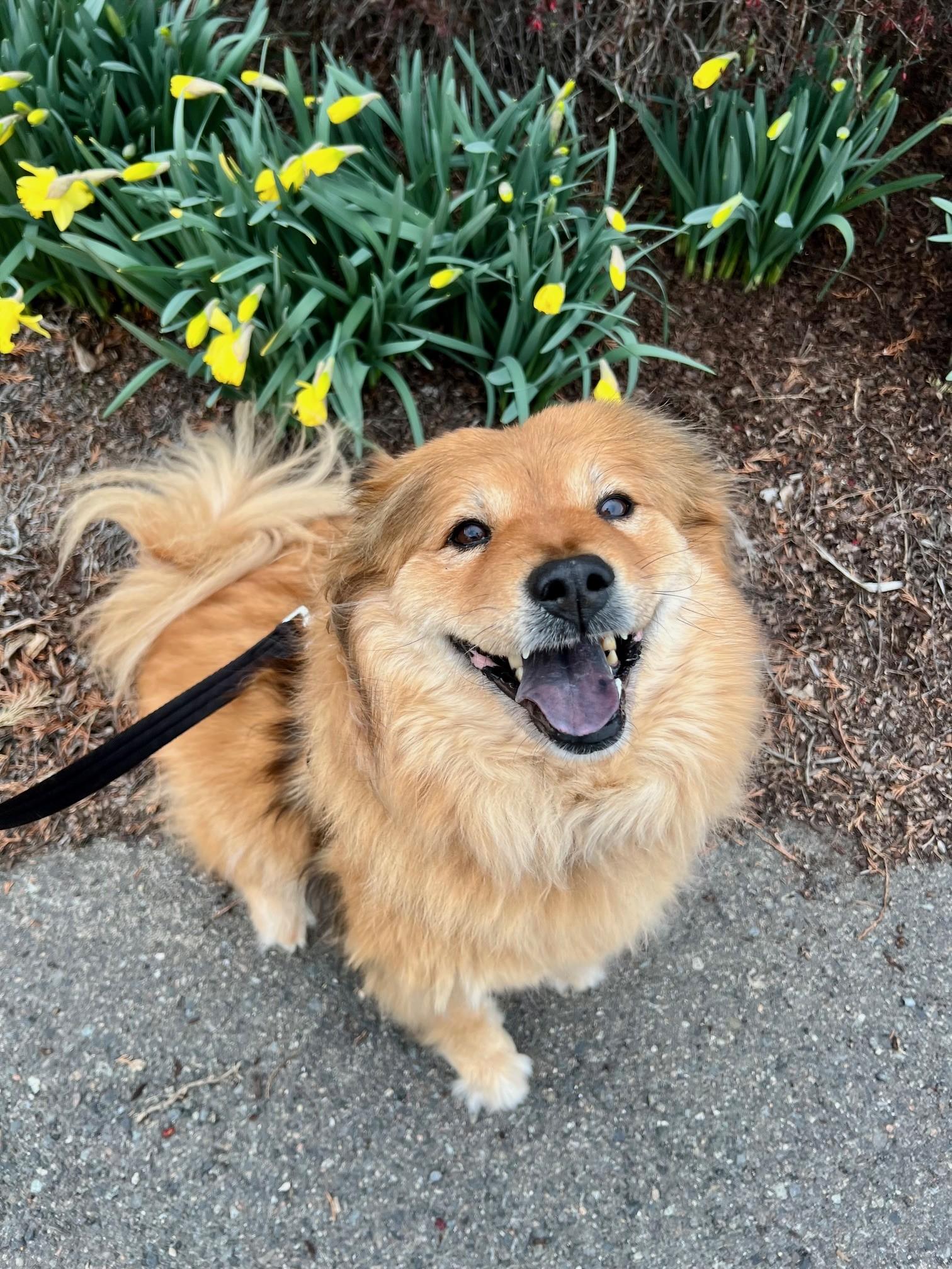 Sable, ADOPTABLE, Adult Female Chow Chow.