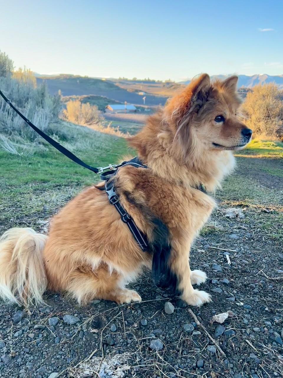 Sable, a ADOPTABLE mixed breed in Yakima, WA image 4/6
