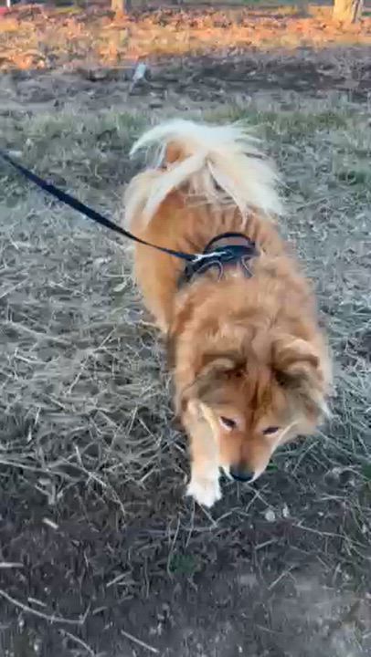 Enlarge Sable, a ADOPTABLE mixed breed in Yakima, WA video 6/6