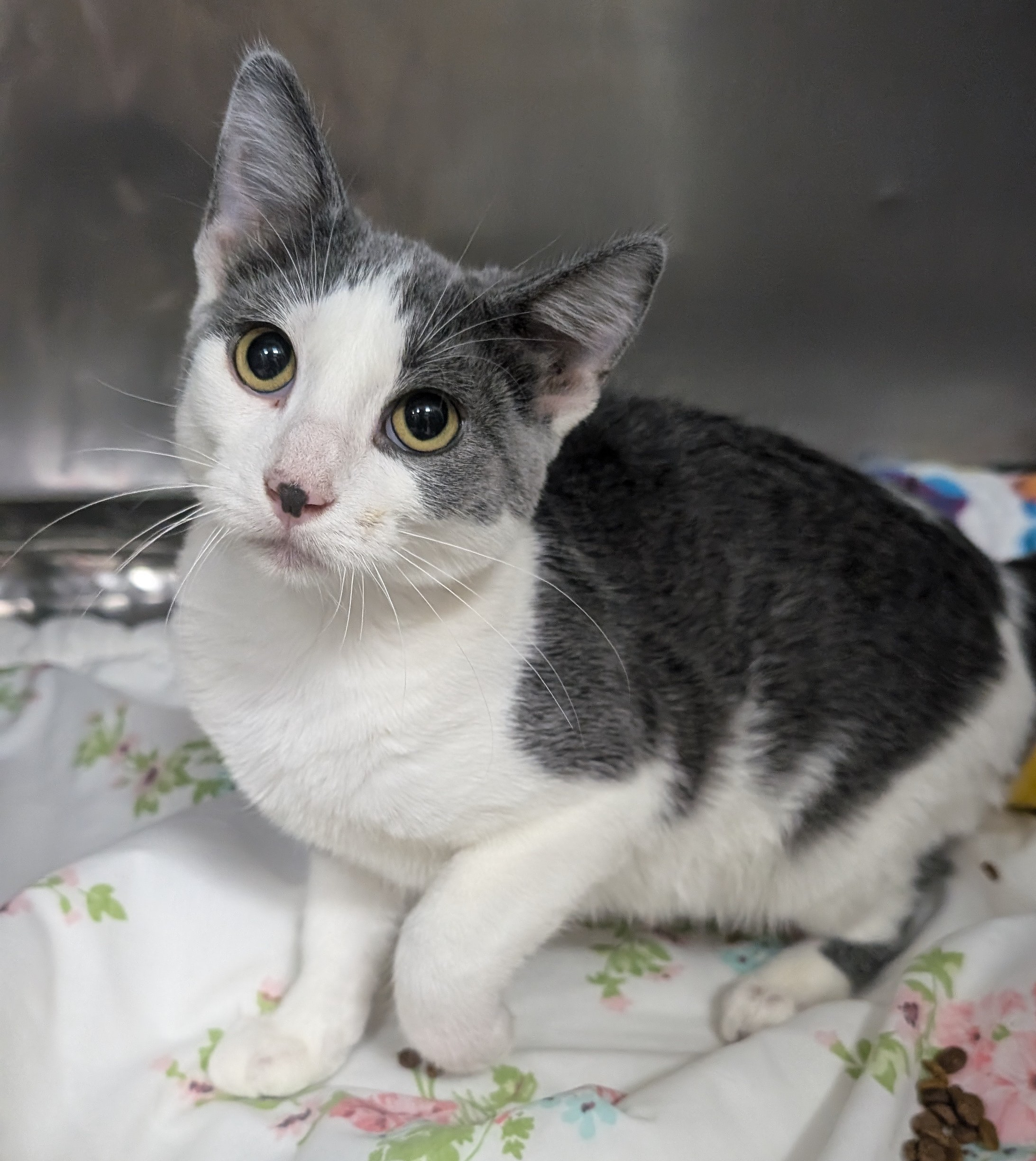 Cat for adoption Serenella, a Domestic Short Hair in New Ulm, MN