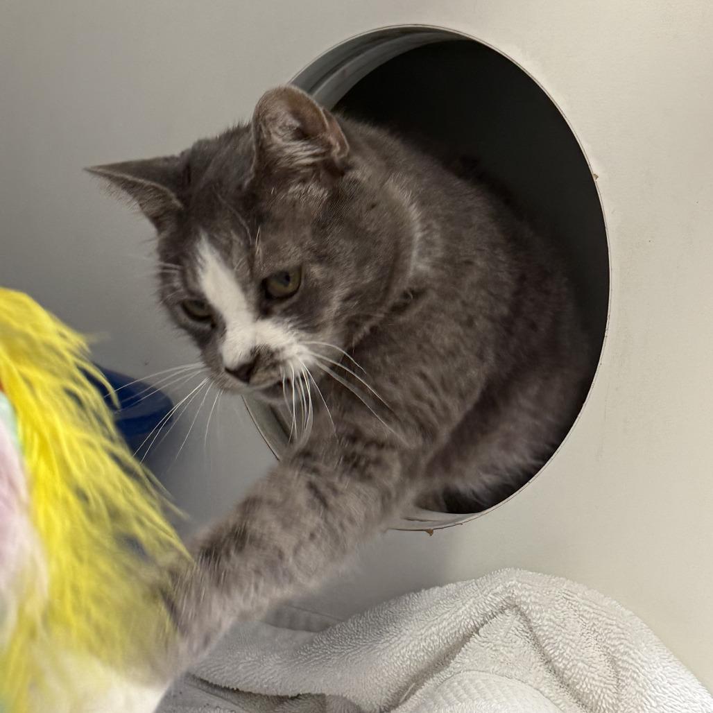 Felix, a Adoptable Domestic Short Hair in Philadelphia, PA image 1/6