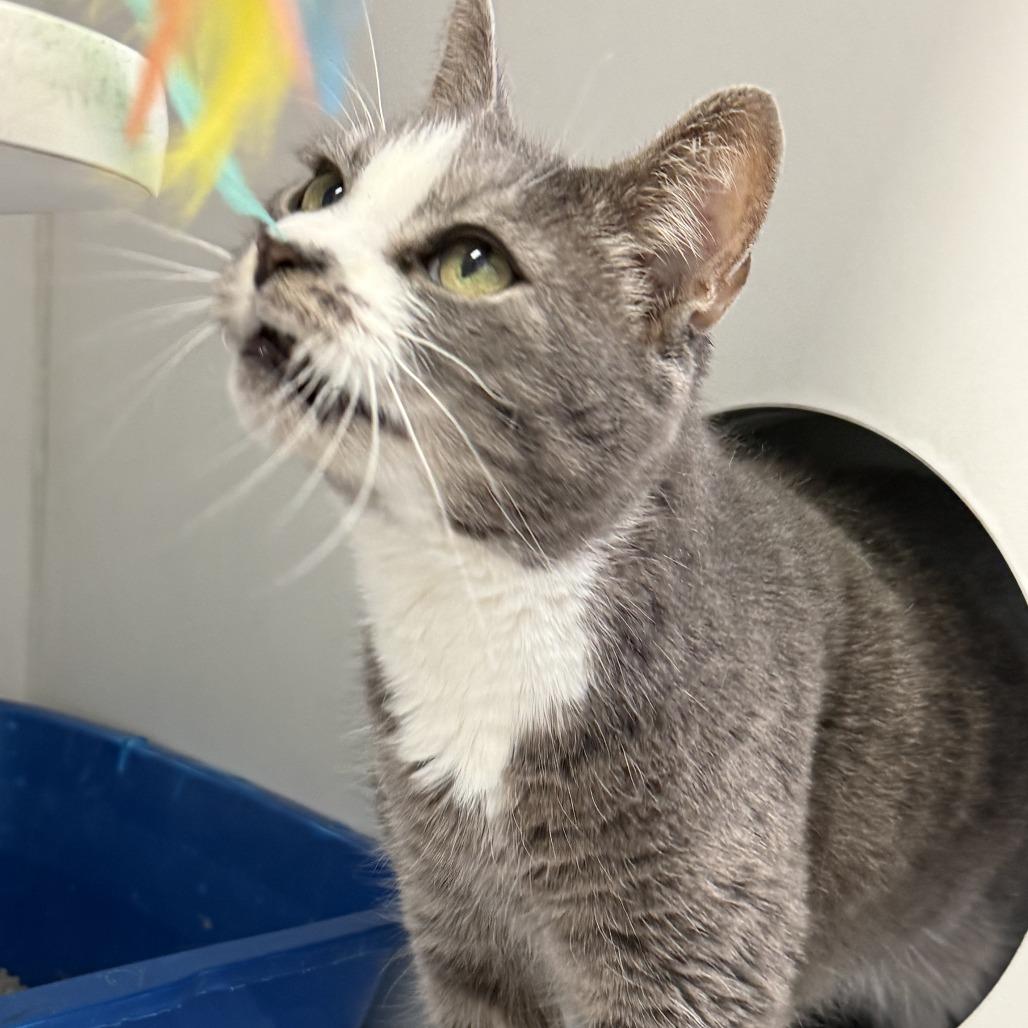 Felix, a Adoptable Domestic Short Hair in Philadelphia, PA image 2/6