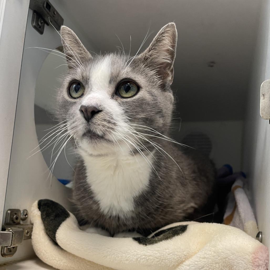 Felix, a Adoptable Domestic Short Hair in Philadelphia, PA image 4/6