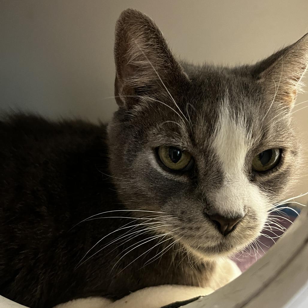 Felix, a Adoptable Domestic Short Hair in Philadelphia, PA image 5/6
